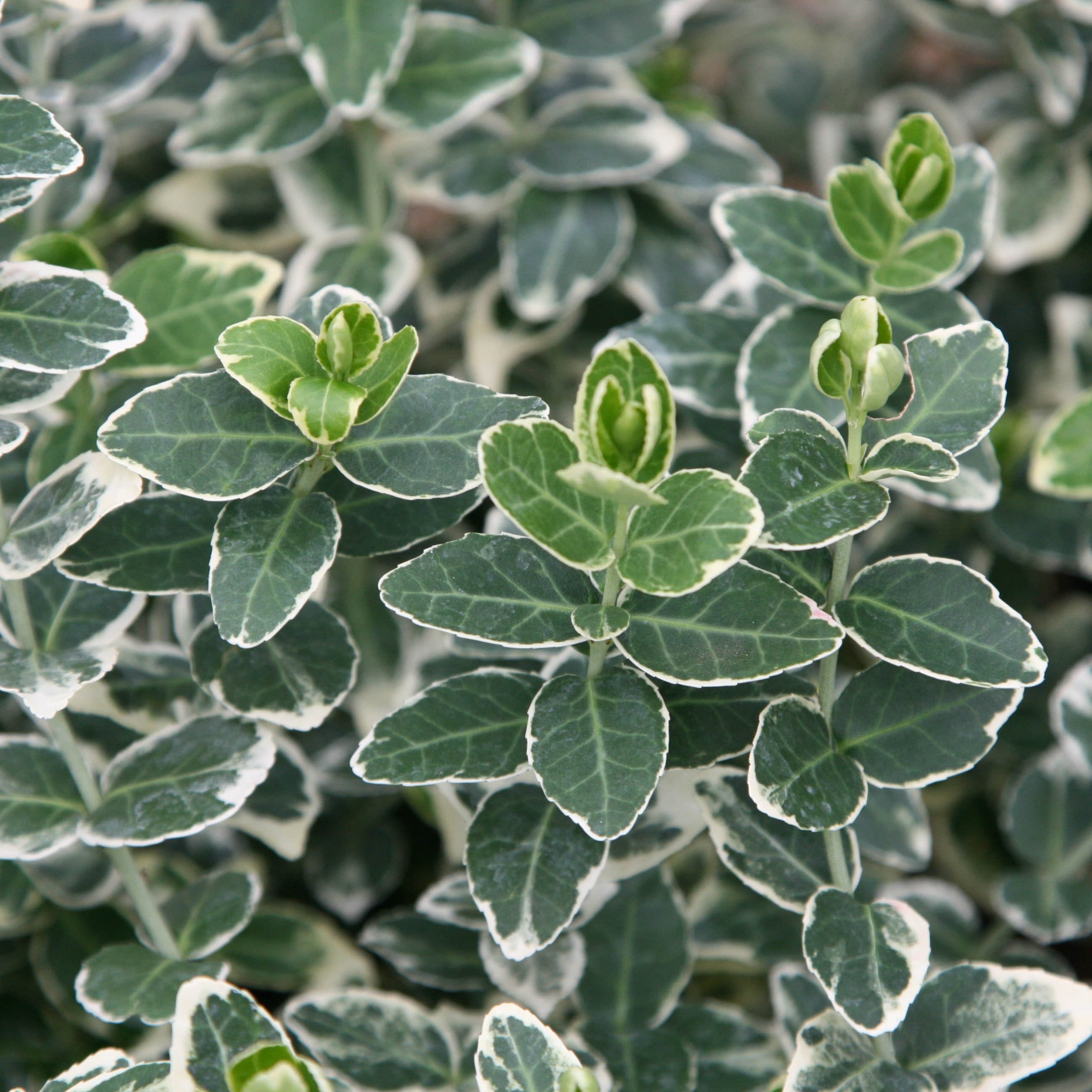 Image of Euonymus Emerald Gaiety with crocuses