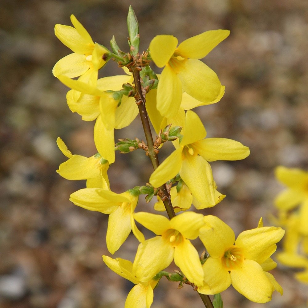 Flower forsythia shop