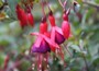 hardy fuchsia
