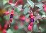 hardy fuchsia