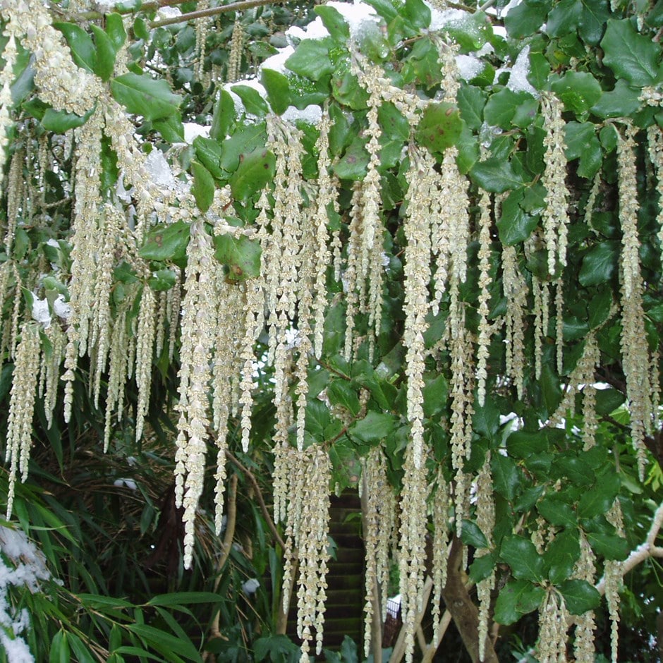 silk-tassel bush
