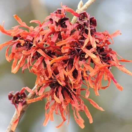 Hamamelis × intermedia 'Jelena'