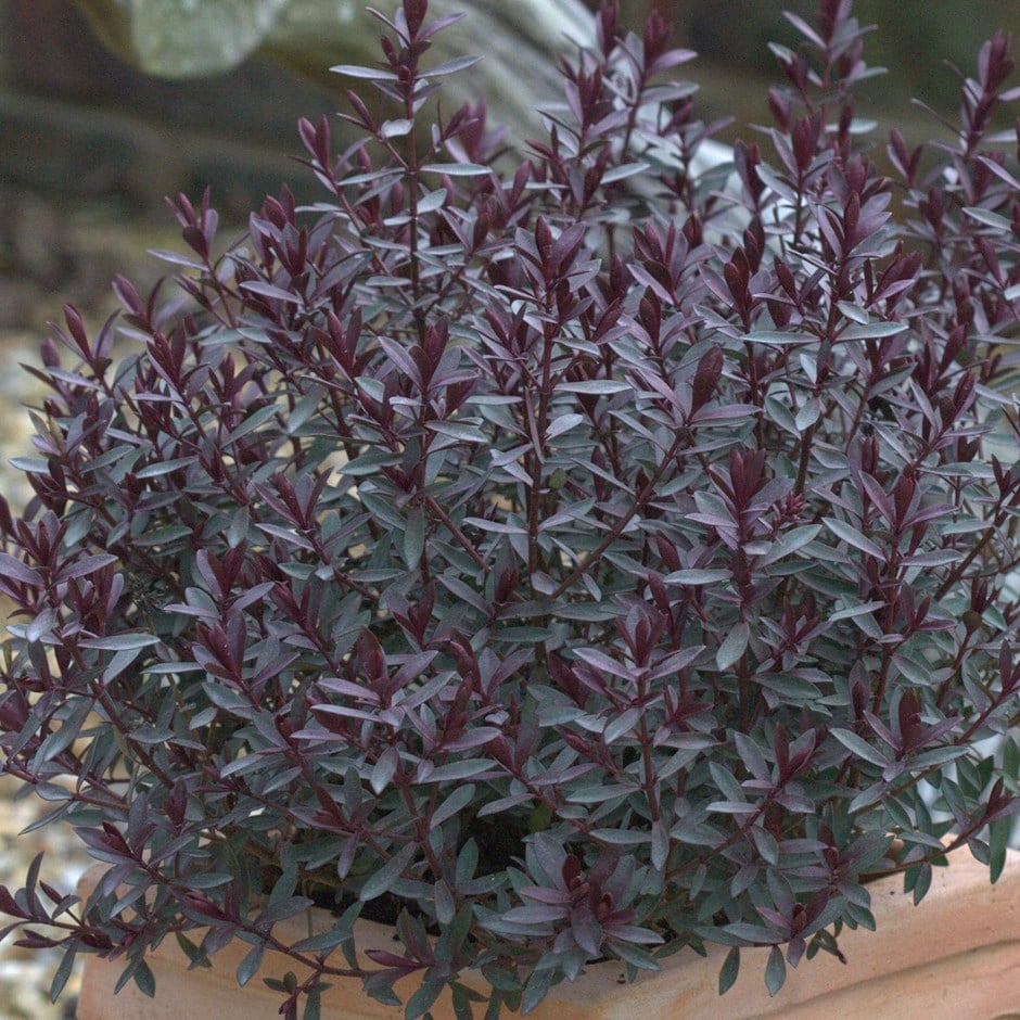 Buy shrubby veronica Hebe Caledonia: Â£14.99 Delivery by Crocus