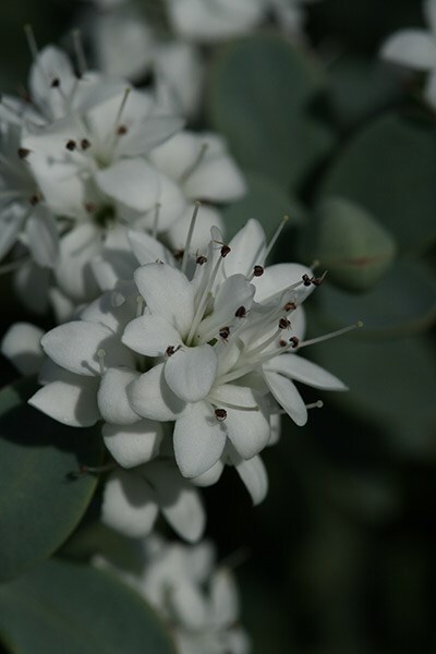 <i>Veronica pinguifolia</i> 'Pagei'