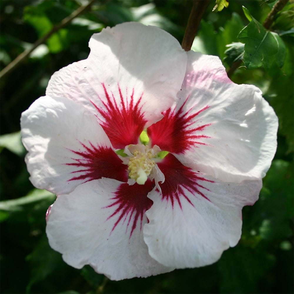 <i>Hibiscus syriacus</i> 'Helene'