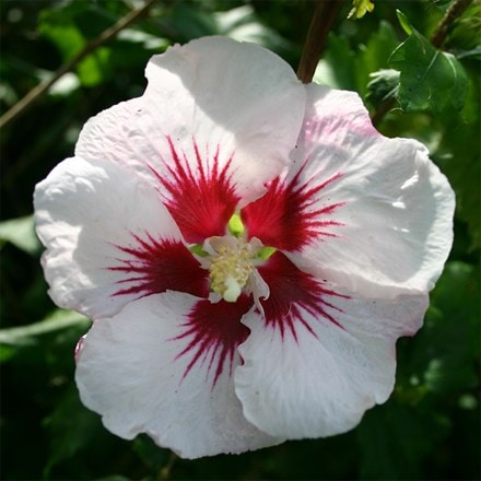 Hibiscus syriacus Helene
