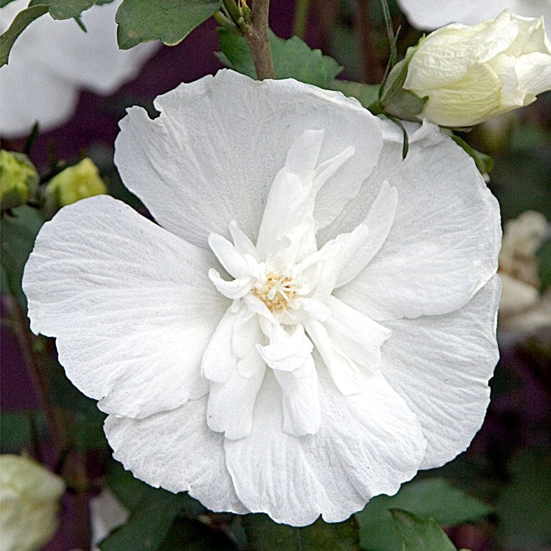 White hibiscus sales flower
