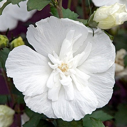 Hibiscus syriacus White Chiffon ('Notwoodtwo') (PBR) (Chiffon Series)