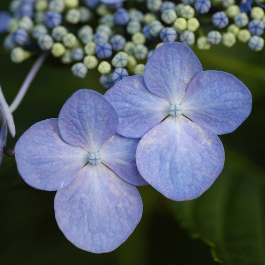 Hydrangea macrophylla Mariesii Perfecta