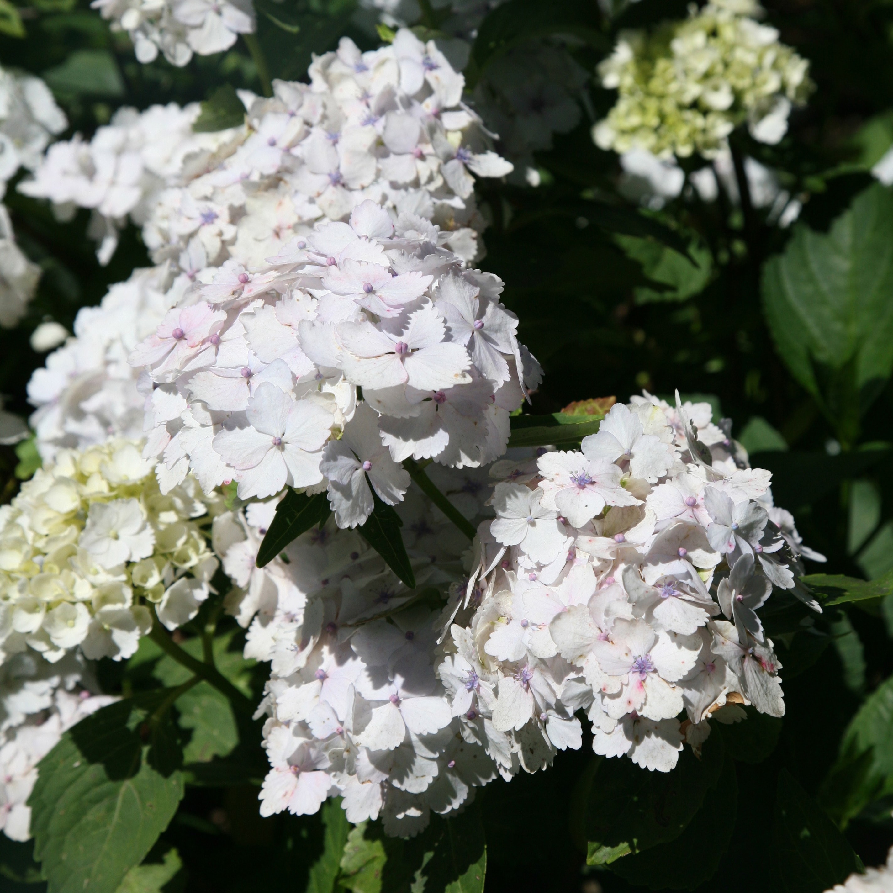 Buy mophead hydrangea syn. Madame Emile Mouillere Hydrangea