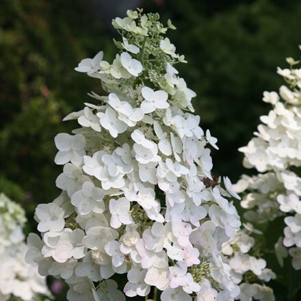 Hydrangea paniculata Unique