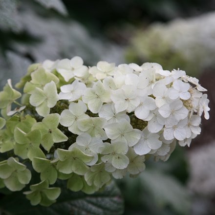 Hydrangea quercifolia Snow Queen ('Flemygea')
