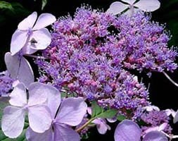 hydrangea