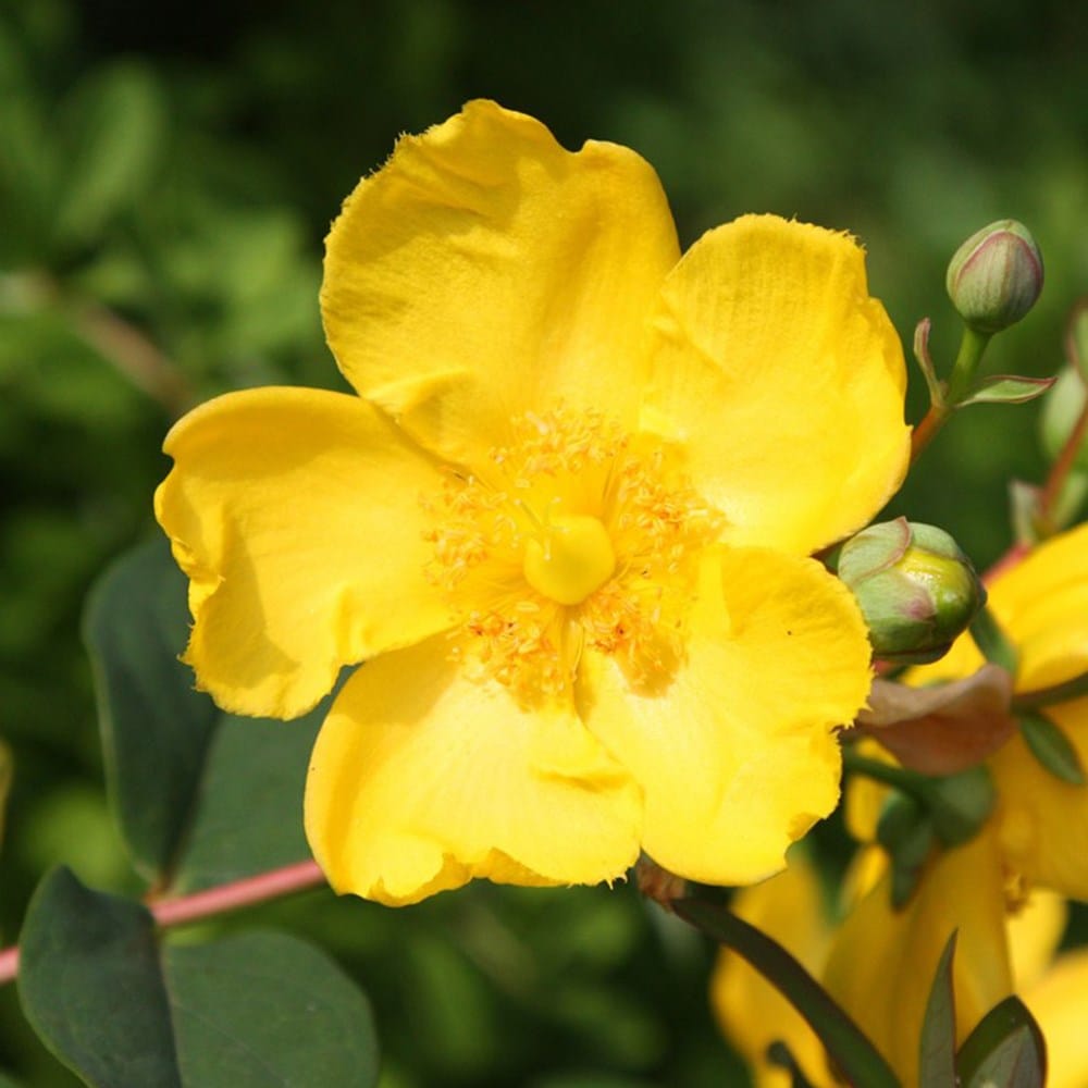 St. John's wort