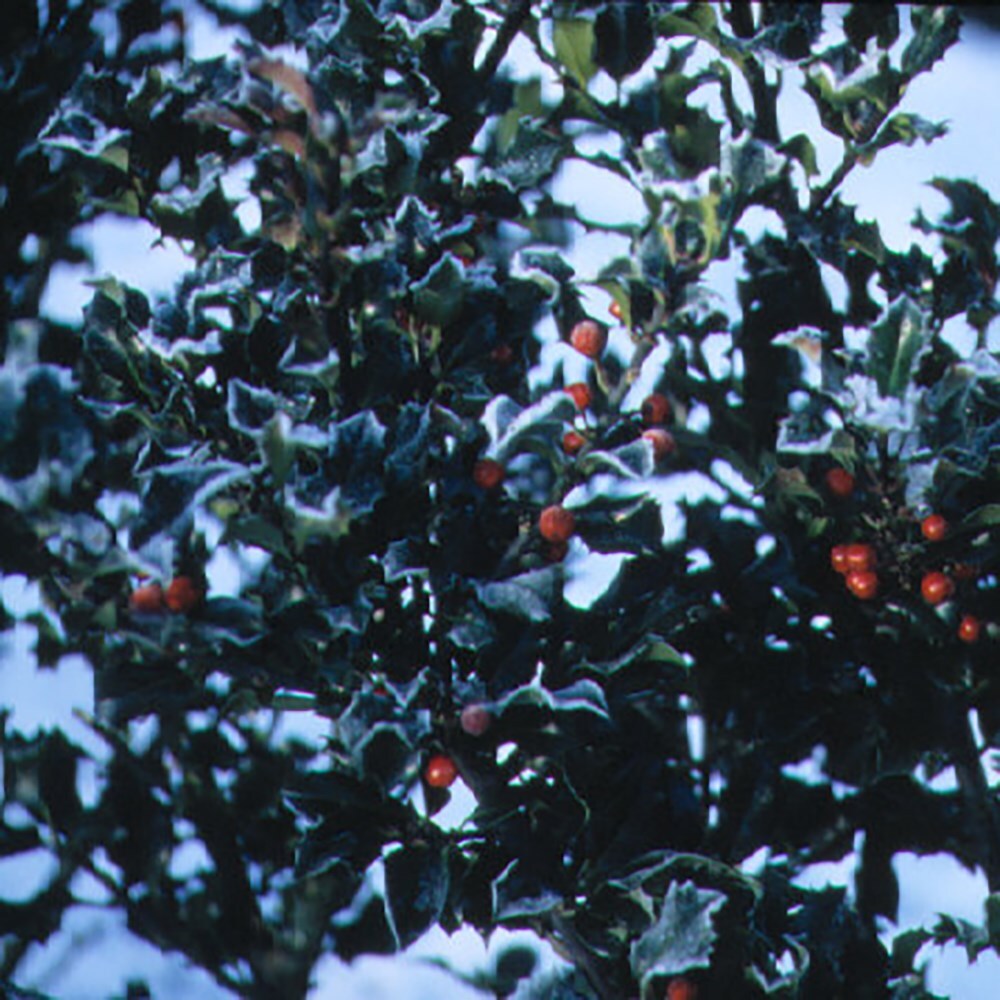 Blue princess holly cheap