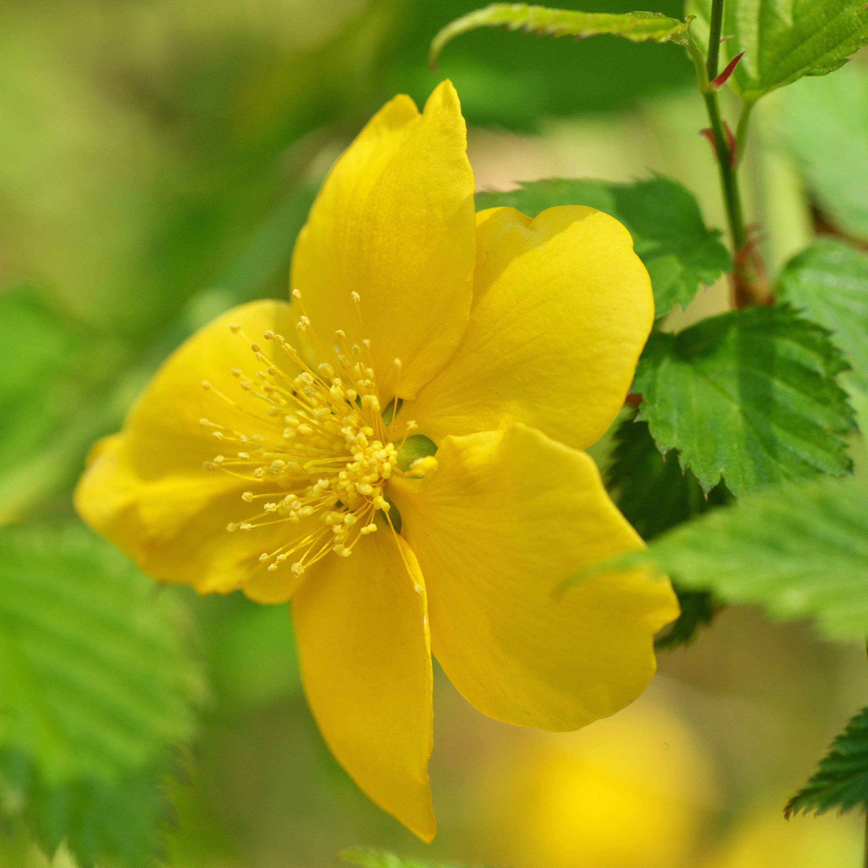 Kerria japonica Golden Guinea