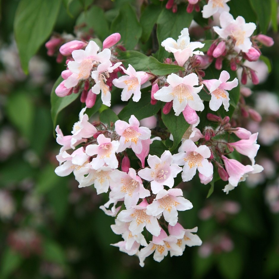 <i>Kolkwitzia amabilis</i> 'Pink Cloud'