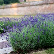 Buy Lavender Lavandula Angustifolia Hidcote 6 39 Delivery By Crocus
