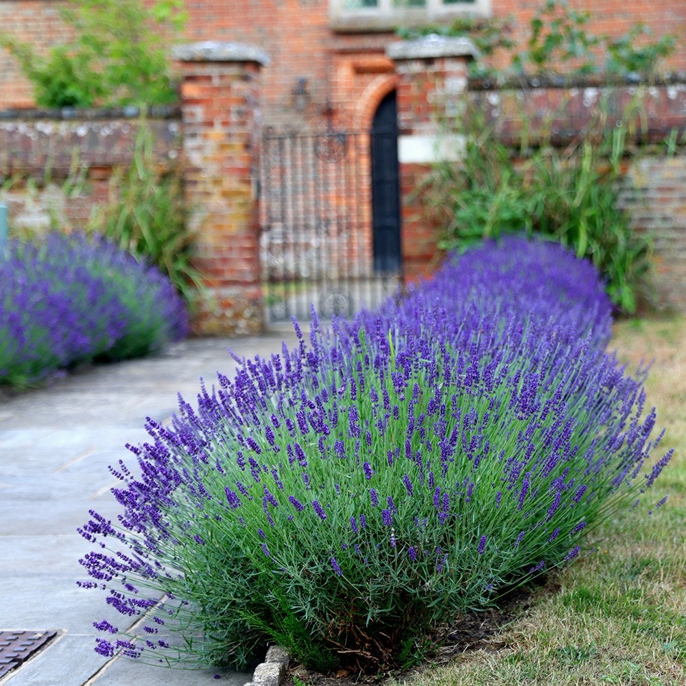 Buy lavender Lavandula angustifolia Hidcote: £5.59 Delivery by Crocus