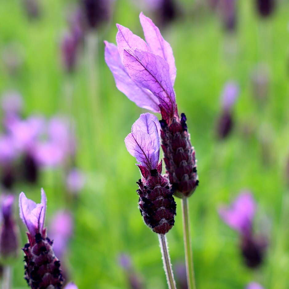 Buy French lavender ( syn. Lavandula Papillon ) Lavandula pedunculata ...