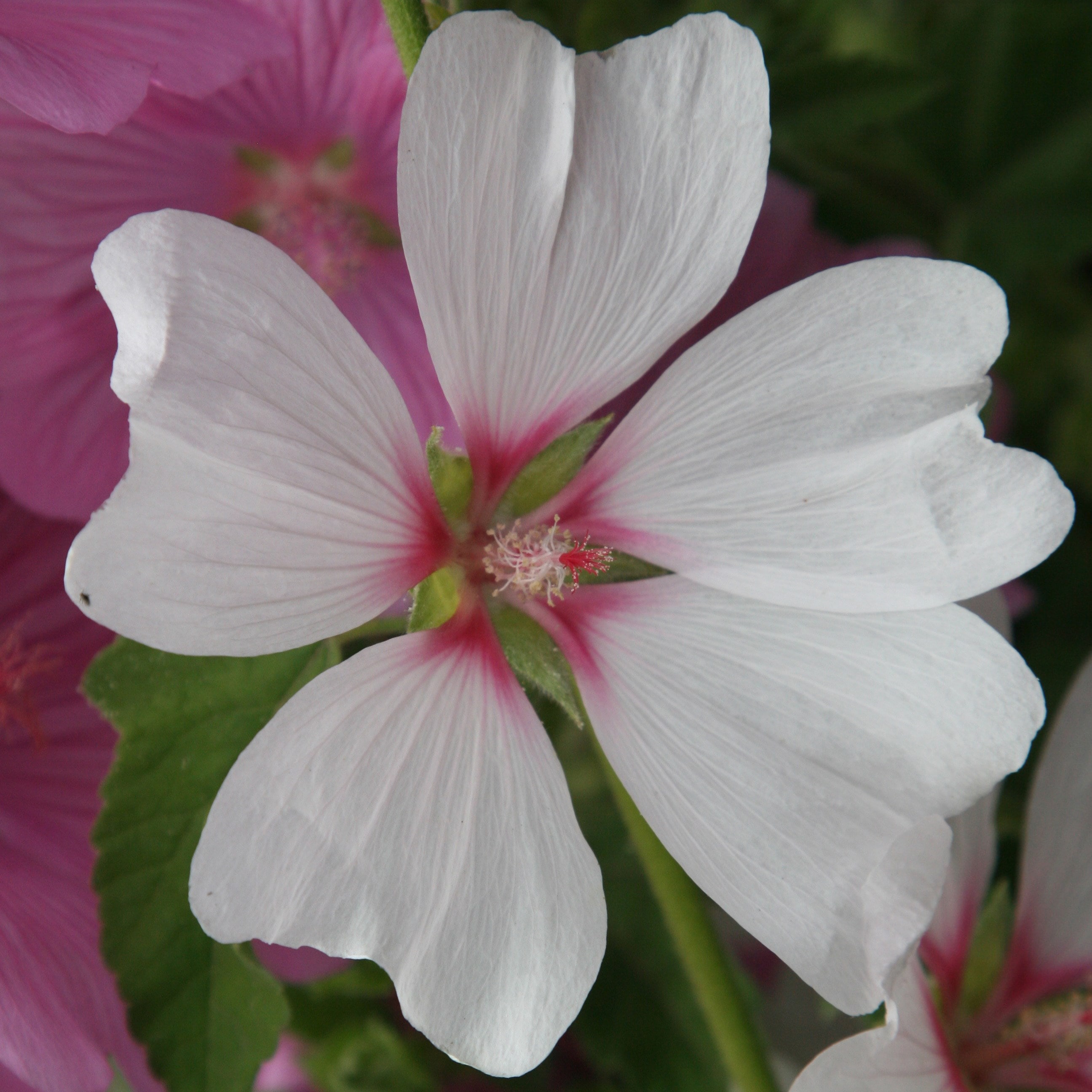 <i>Malva</i> × <i>clementii</i> 'Barnsley'