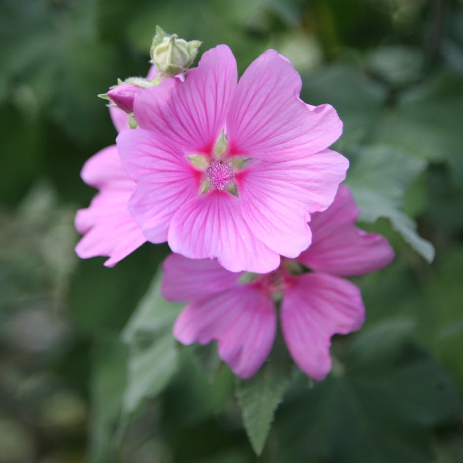 <i>Malva</i> × <i>clementii</i> 'Rosea'