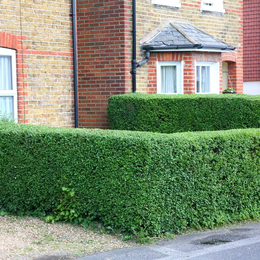 Product options image