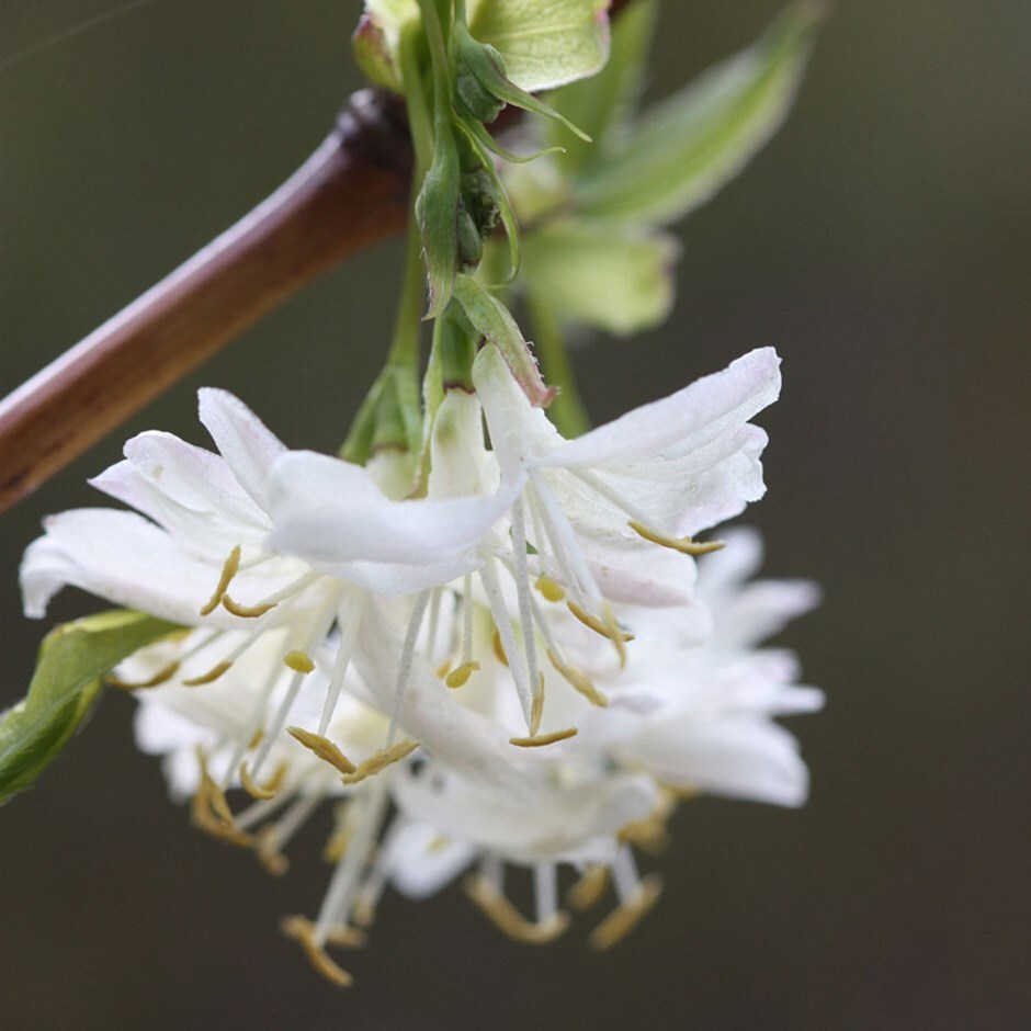 Buy winter honeysuckle Lonicera × purpusii Winter Beauty 