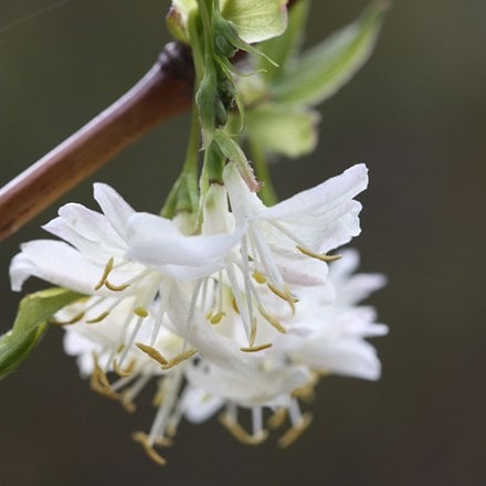 Lonicera × purpusii Winter Beauty