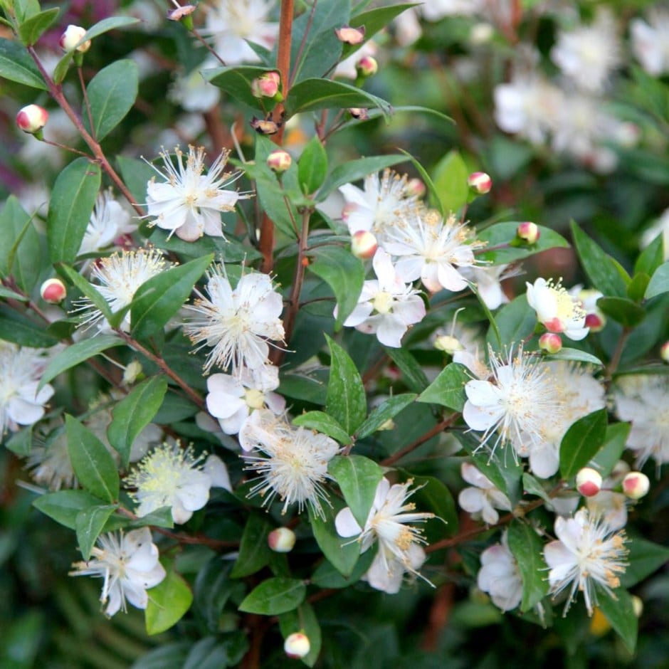 <i>Myrtus communis</i>