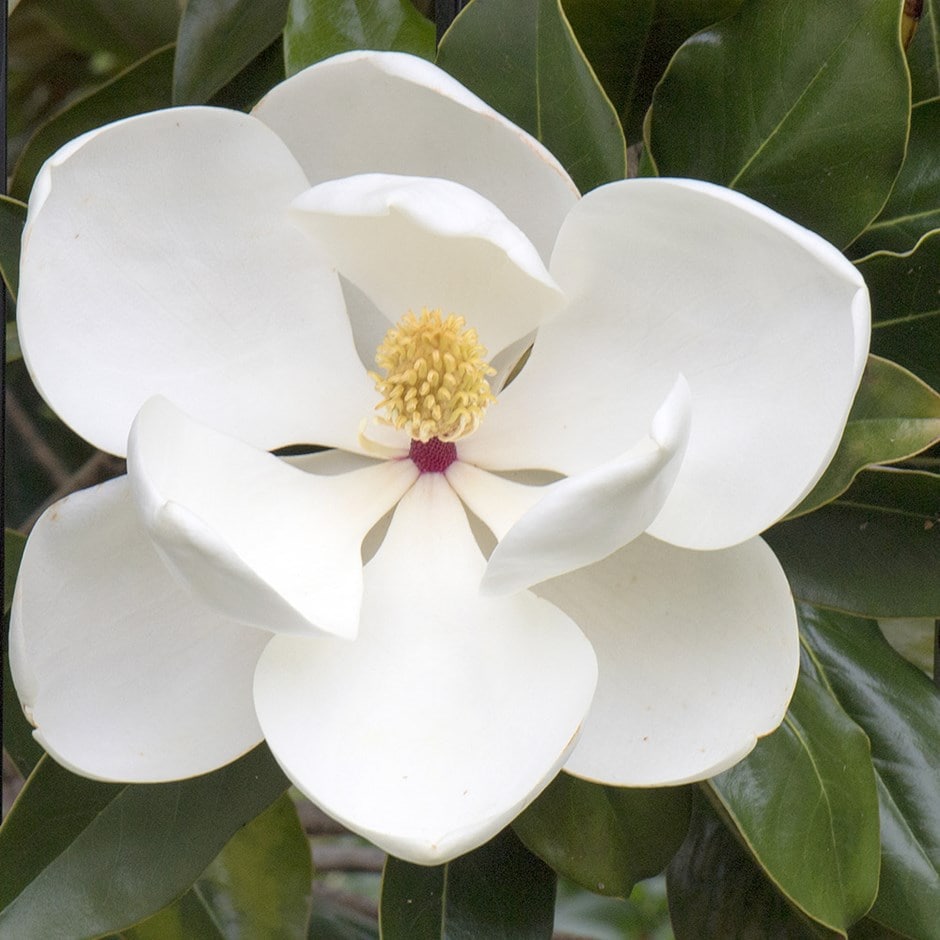 <i>Magnolia grandiflora</i> 
