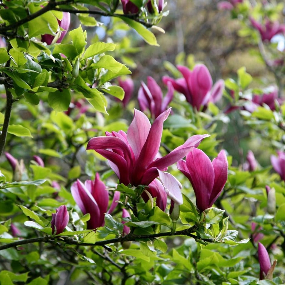 black lily magnolia