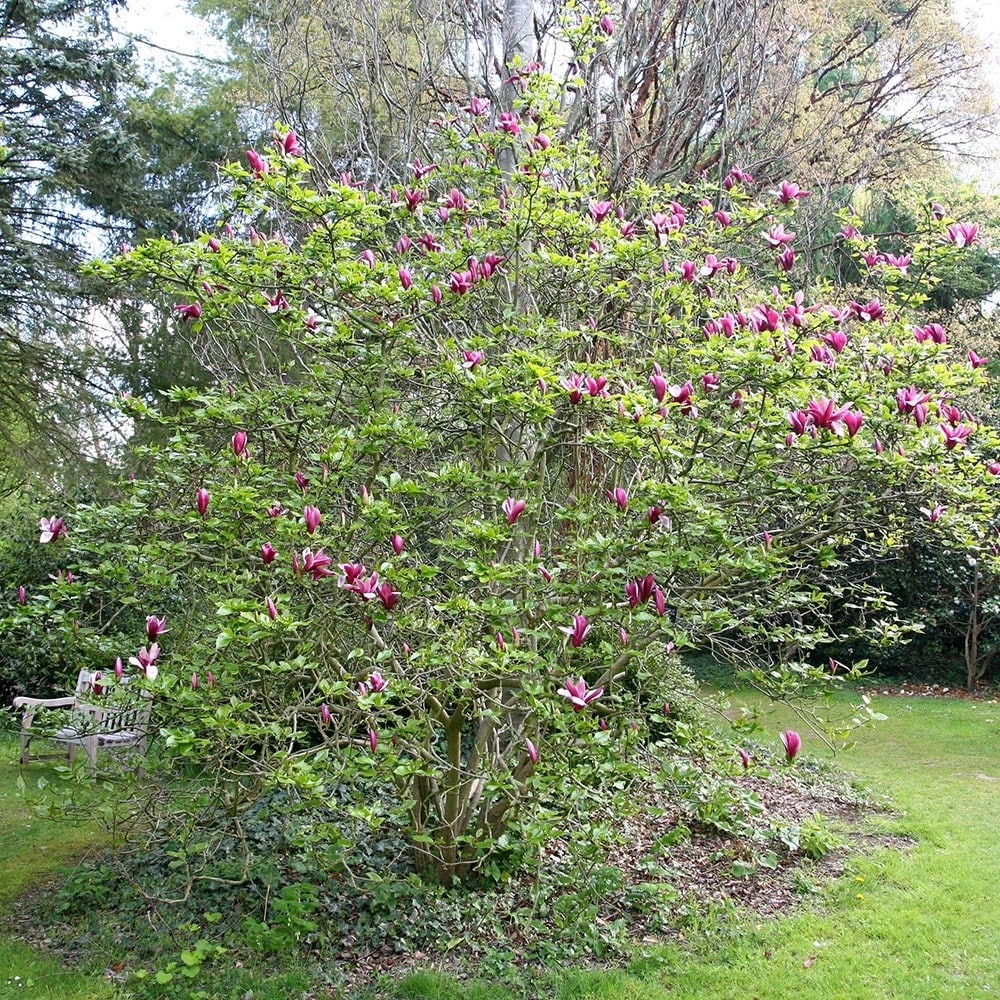 <i>Magnolia liliiflora</i> 'Nigra'