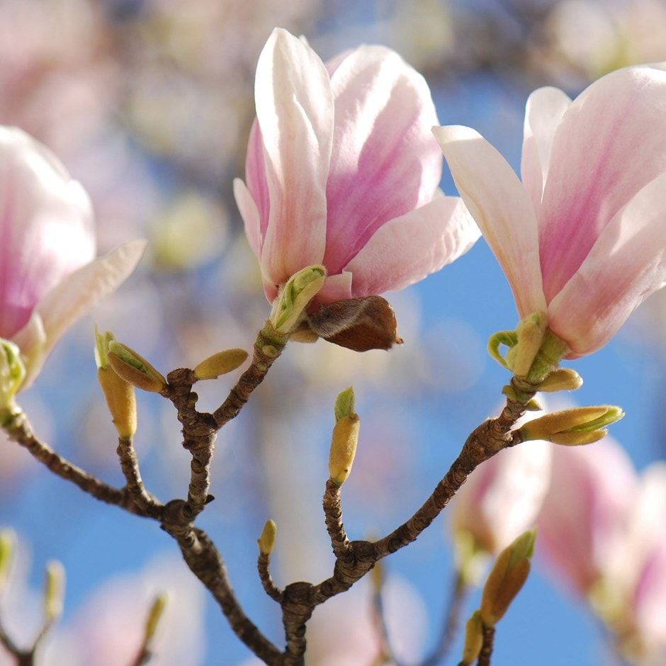 <i>Magnolia</i> × <i>soulangeana</i>