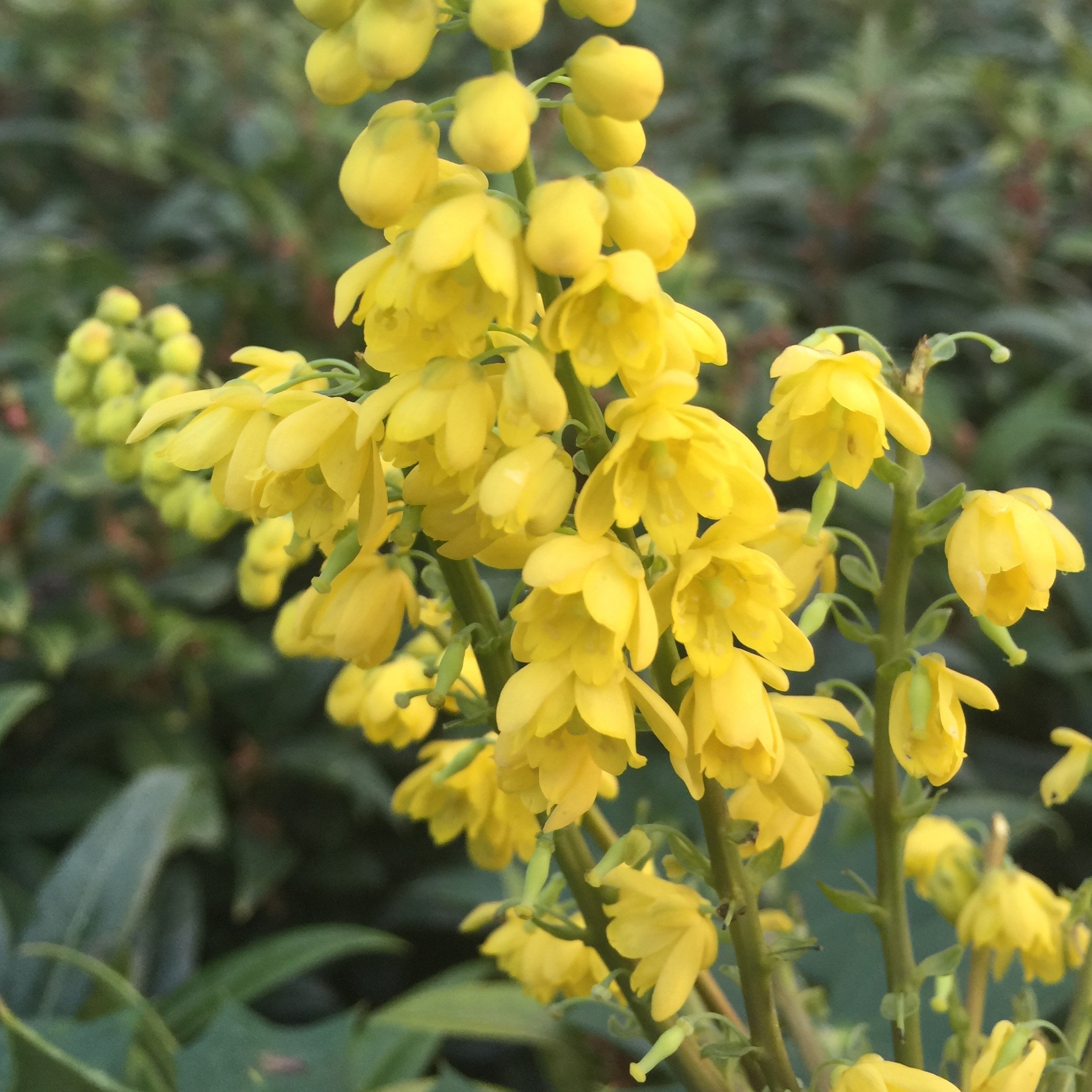 Mahonia × media Charity