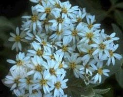 daisy bush
