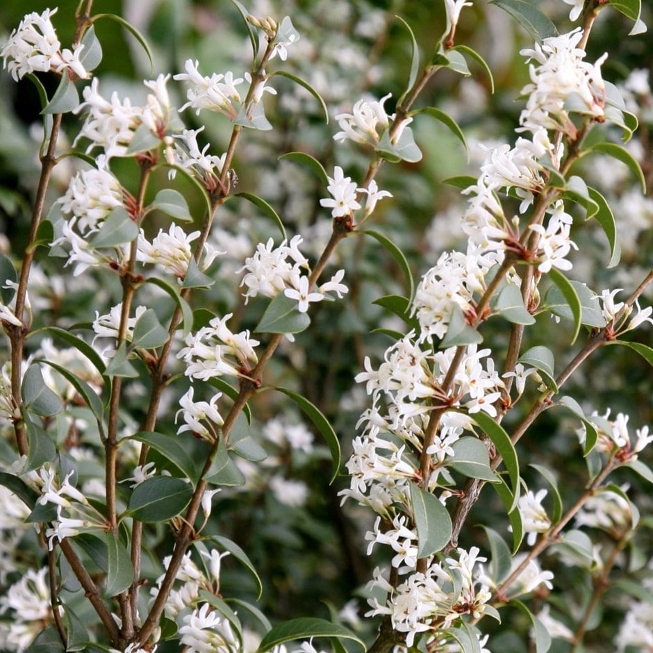 <i>Osmanthus</i> × <i>burkwoodii</i>