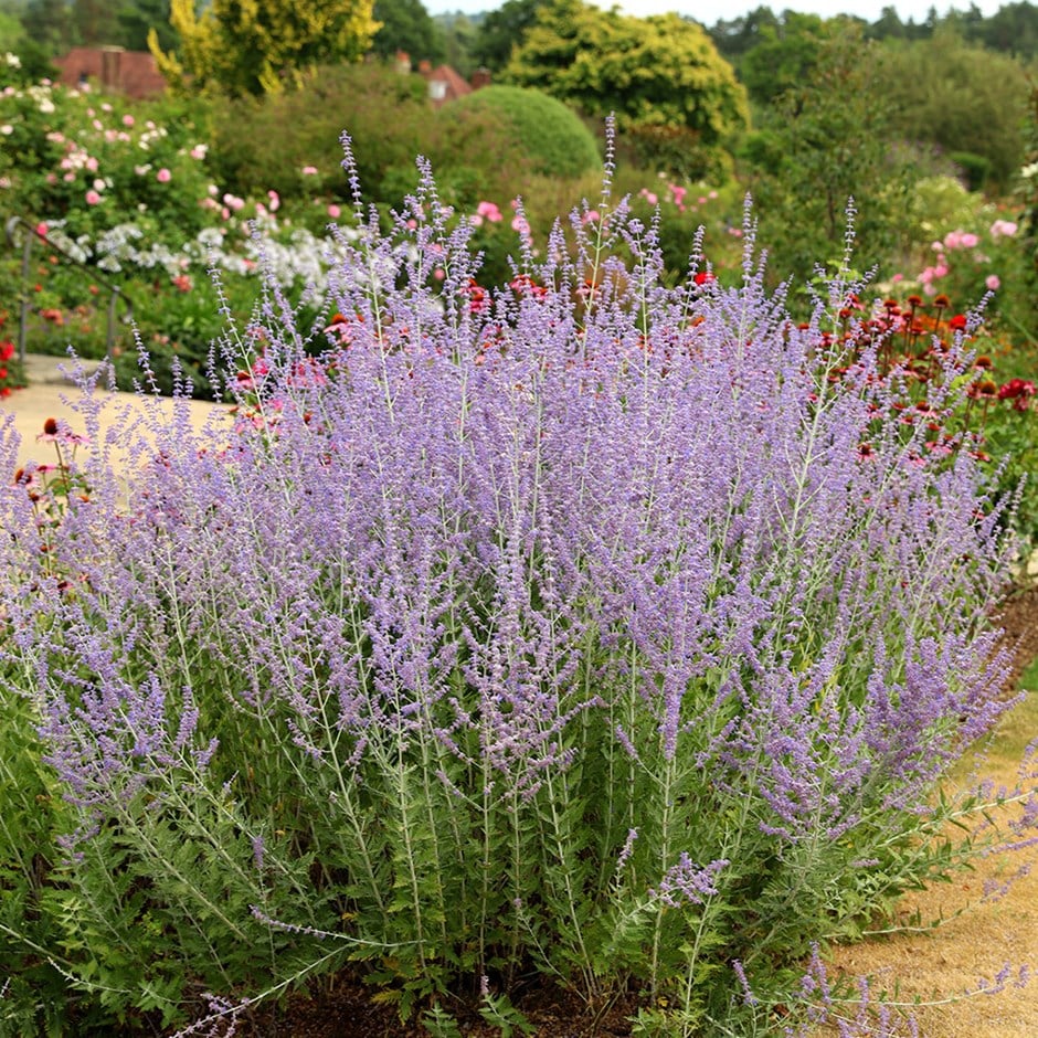 Russian sage ( syn. Salvia Blue Spire )