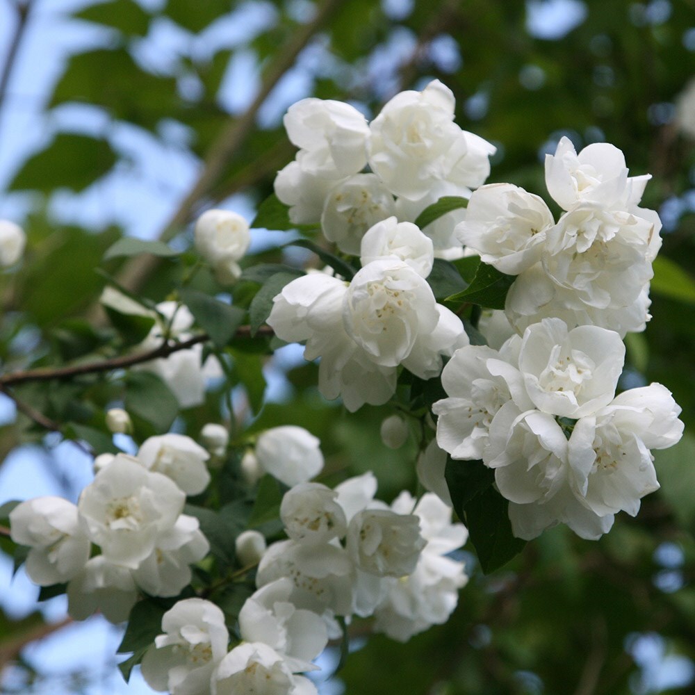 thumbnail image 2 of Philadelphus (mock Orange), Coronarius Plant In Full Flower Stock Photo 2 of 9