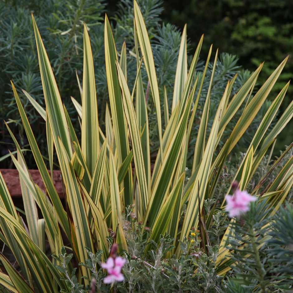 Buy New Zealand flax Phormium Apricot Queen: �22.99 ...
