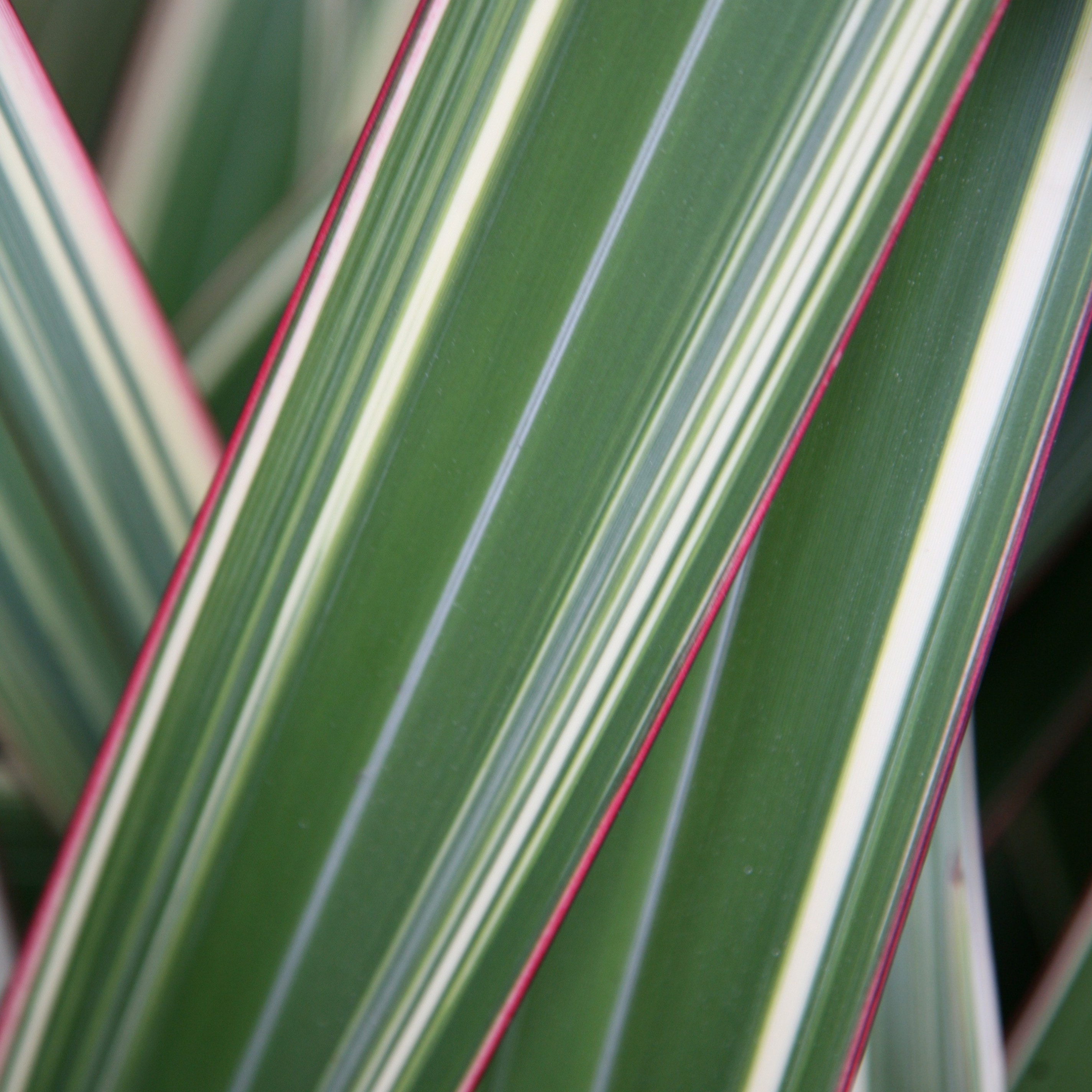 New Zealand flax (syn. Phormium cookianum subsp. hookeri Tricolor)