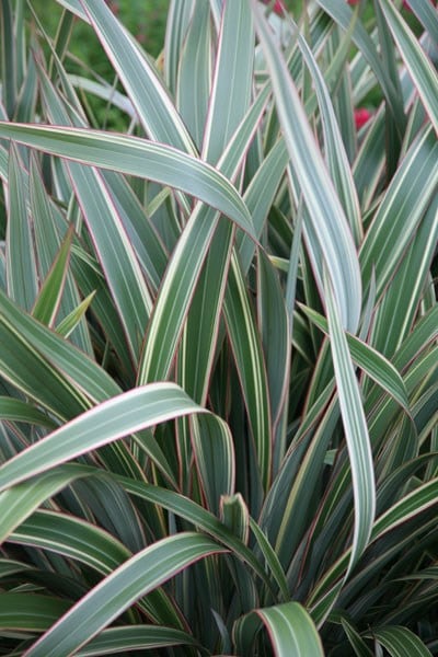 <i>Phormium cookianum</i> subsp. <i>hookeri</i> 'Tricolor'