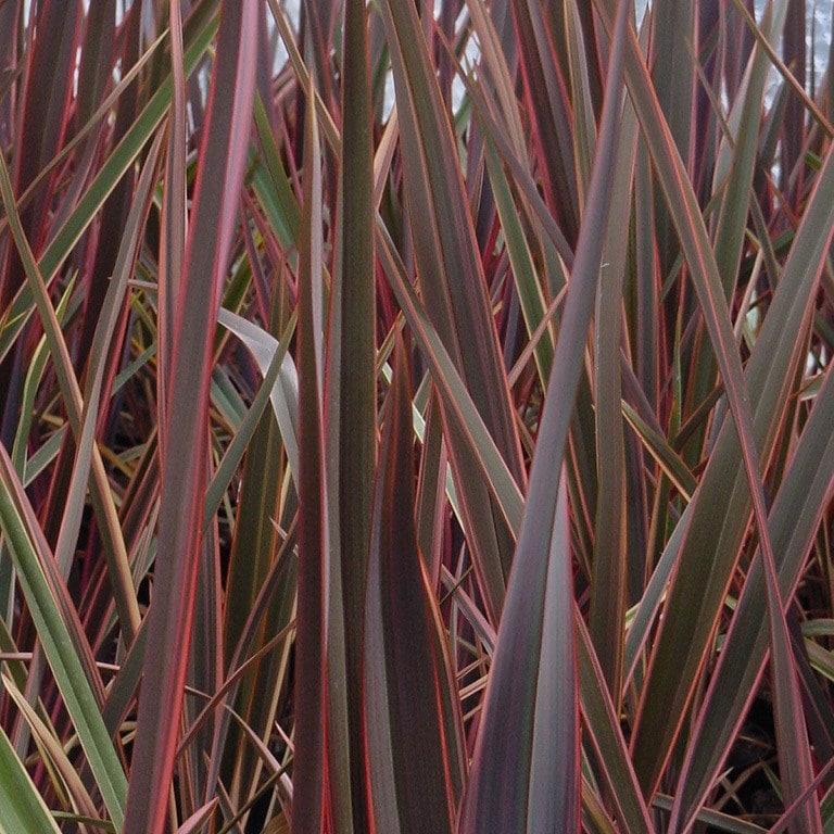 <i>Phormium</i> 'Maori Queen'