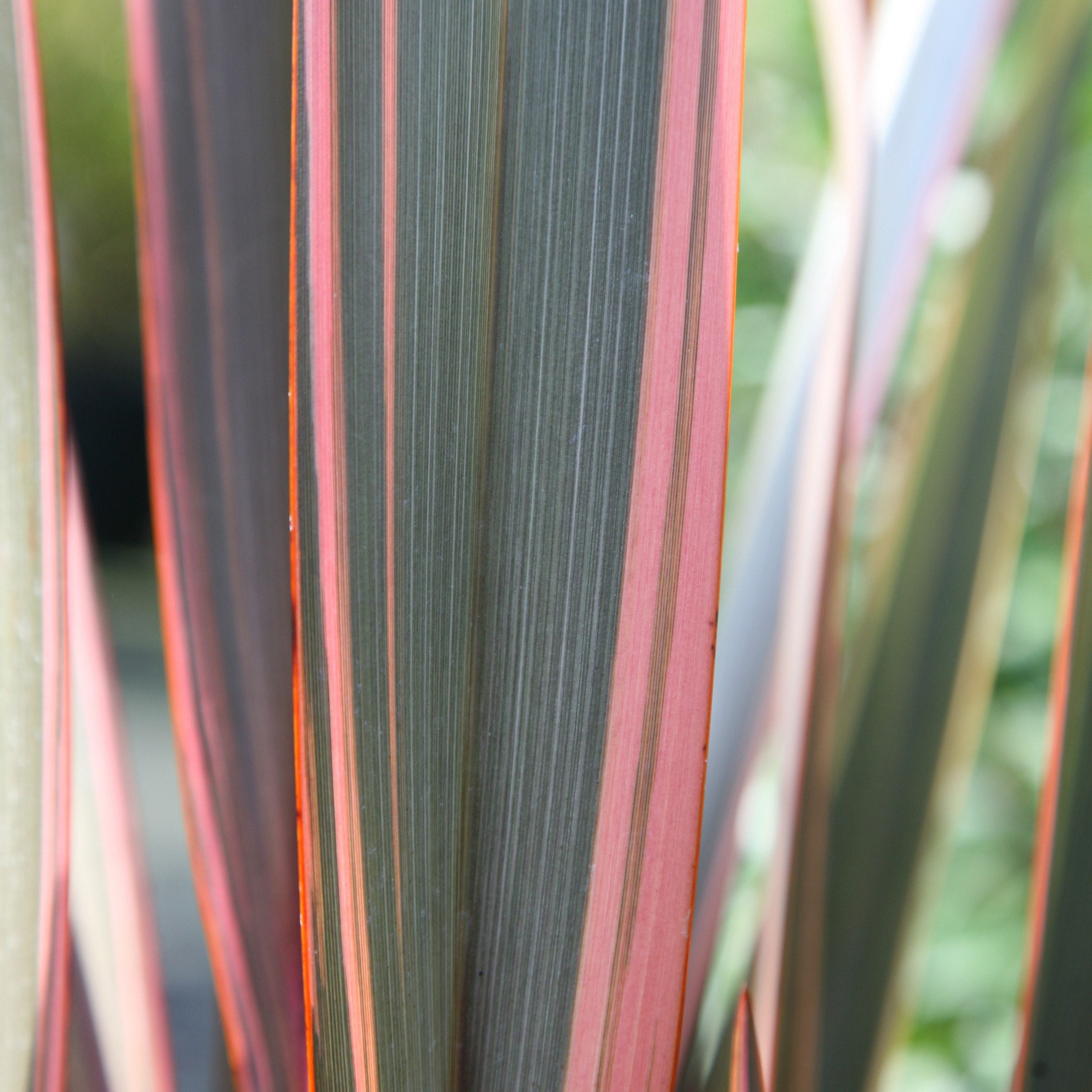 New Zealand flax