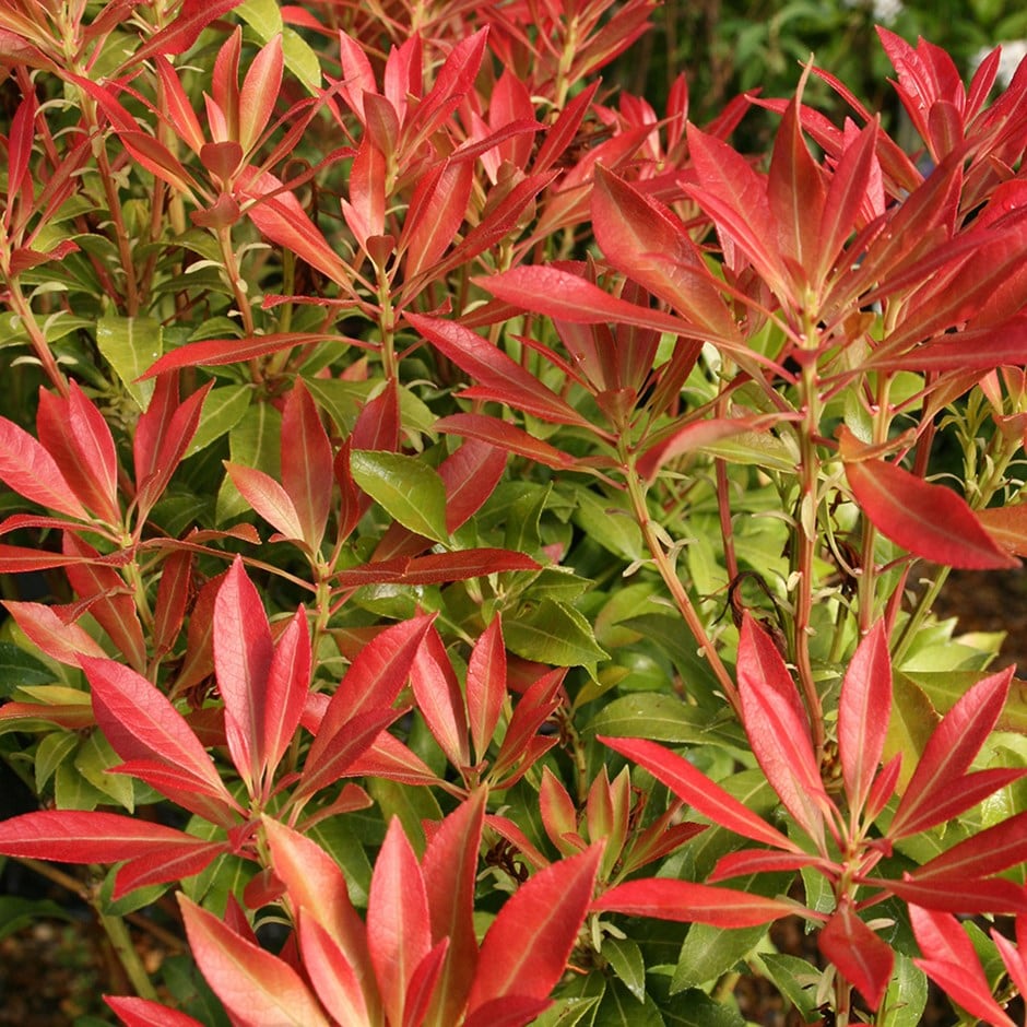 pieris flame forest shrub lily valley plants crocus shrubs hardy flowering winter delivery height