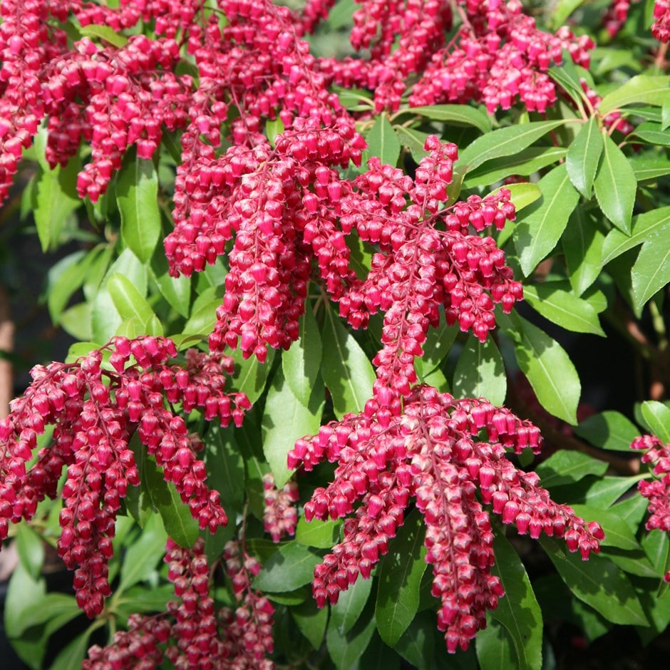 <i>Pieris japonica</i> 'Valley Valentine'