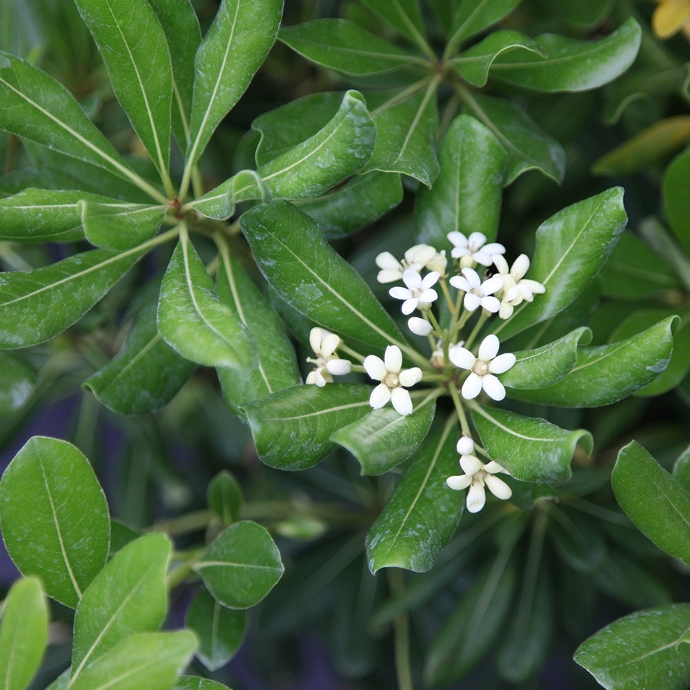 Product options image