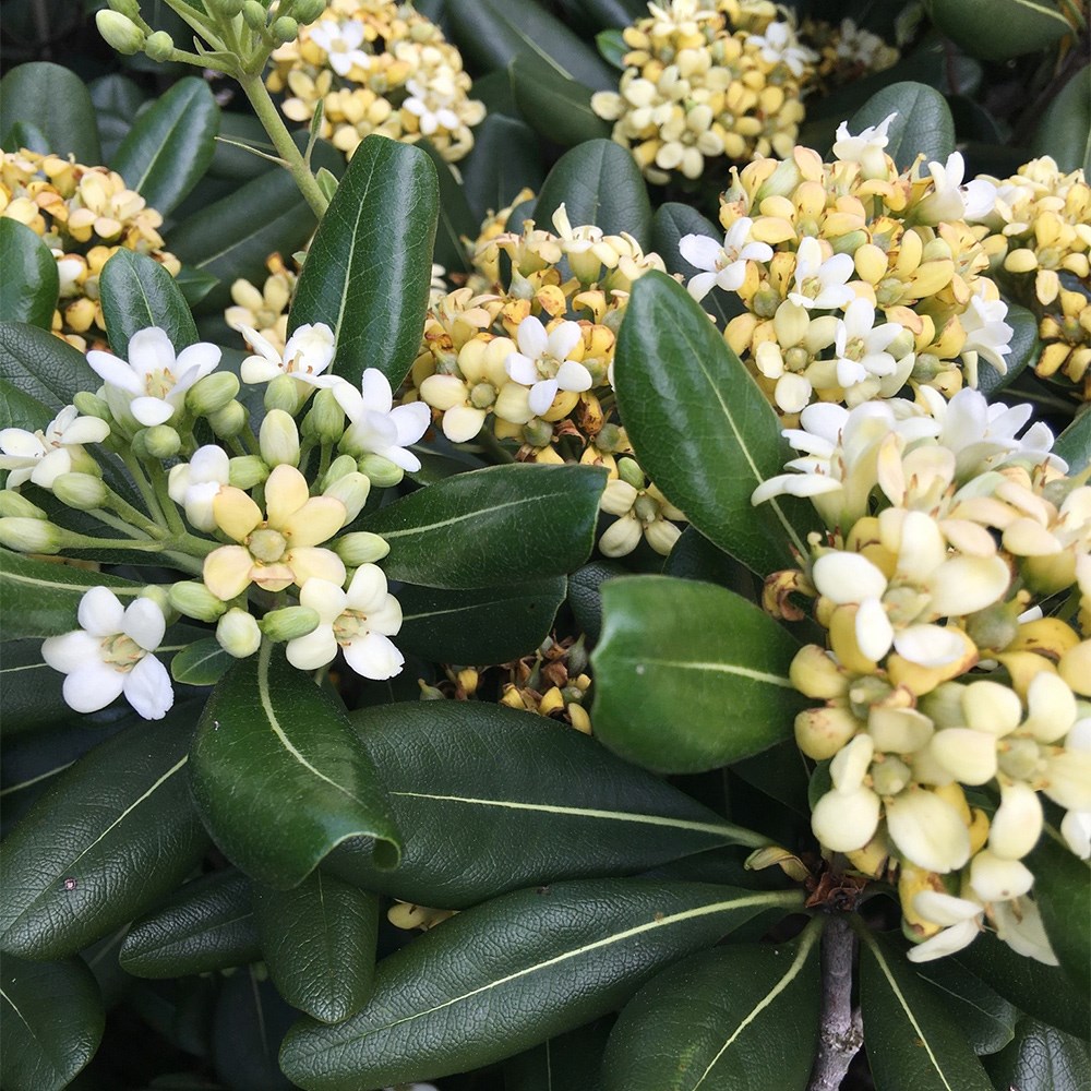 <i>Pittosporum tobira</i> 