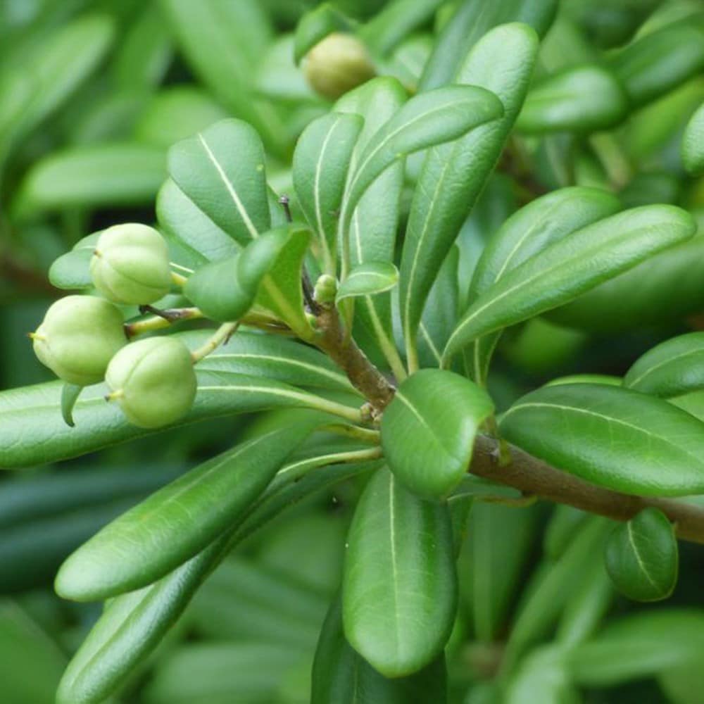 <i>Pittosporum tobira</i> 