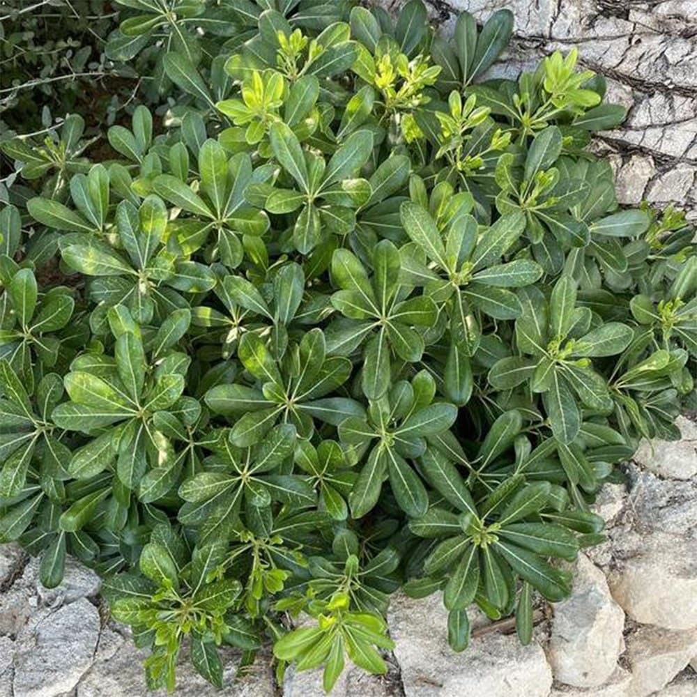 <i>Pittosporum tobira</i> 